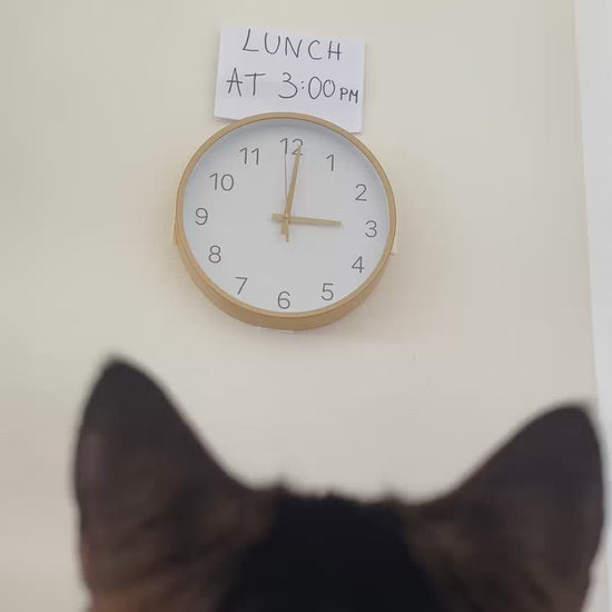 Smart Cat Feeder with HD camera and app control
