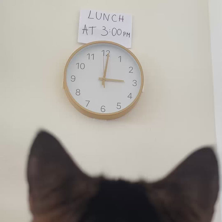 Smart Cat Feeder with HD camera and app control